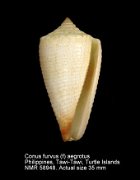 Conus furvus (f) aegrotus